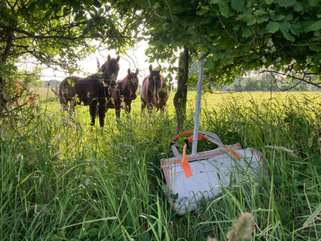 17. Juni 25 • 2 Kitze und ein Gelege gesichert