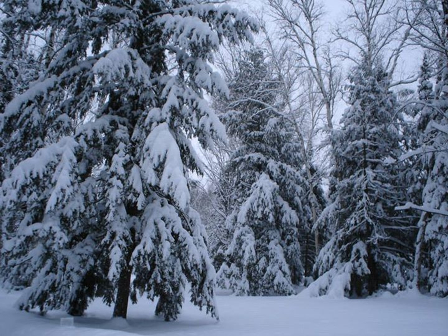 Birch trail resort minocqua wi