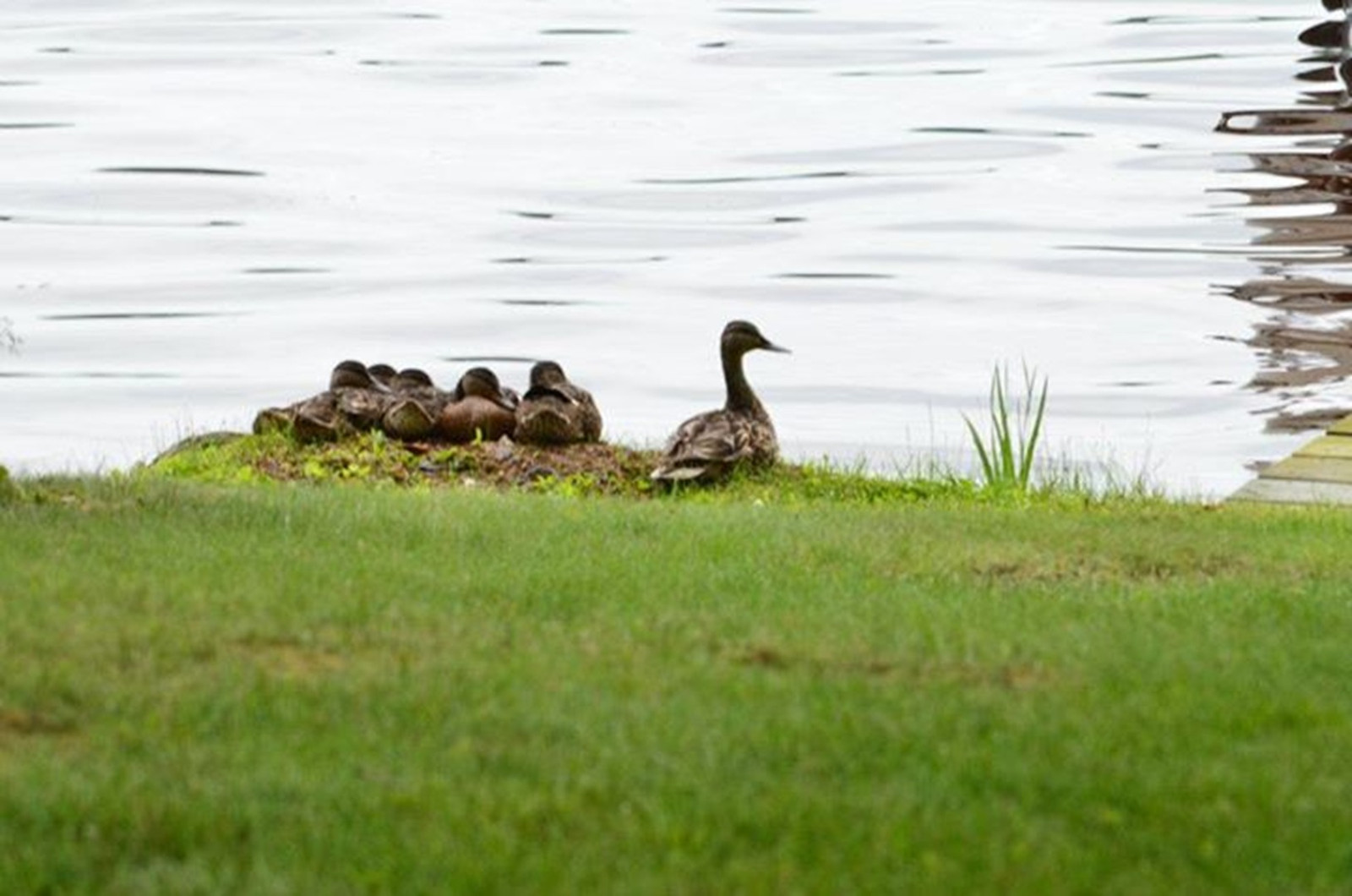 lake cabin resort Minocqua