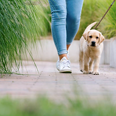 SPIRIT PAWS LTD DOG WALKING WITH LADY