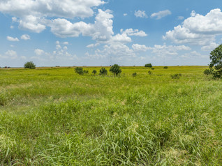 Grass.jpeg