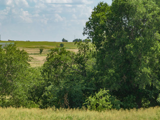 Trees and Land 12.jpeg
