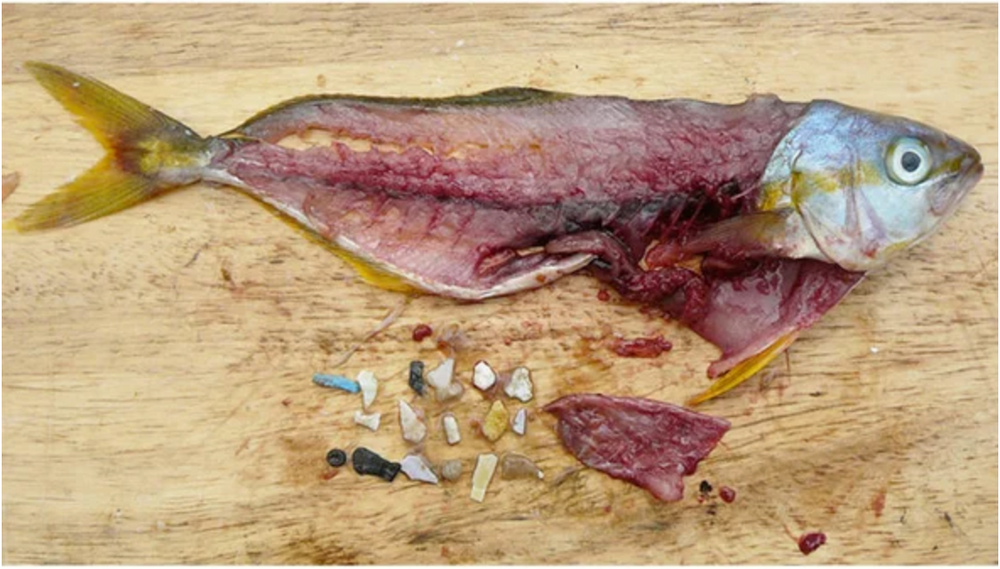 The Invasion of Microplastics into the Human Body