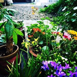 2019みんなでそだてよ市