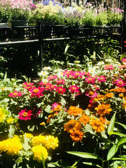 2018苔玉ワークショップ