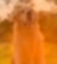 frederico_3x.png