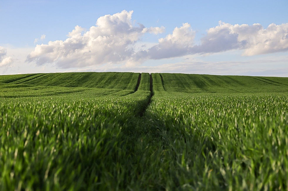 Wheat field