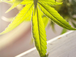 Marijuana leaf