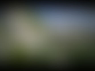 Cherry flower is in full bloom　in " Niki Cho" . Local town of Hokkaido.