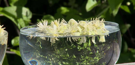 Making Clematis Bach Flower Essence