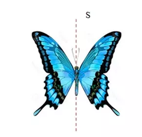 mariposa .webp