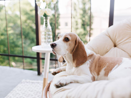 Umzug mit Hund: Stressfrei in das neue Zuhause