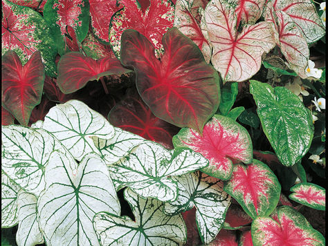 Caladiums! The hard working garden plant for the summer shade.