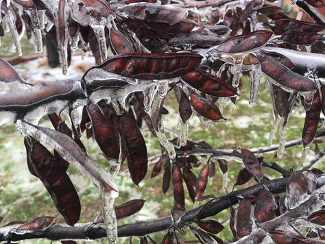 Winter Wonder Land 