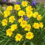 Perennial 9