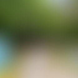 The Vines of a Backroad