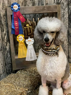 240650999_10160602611519179_6236587893878068420_n