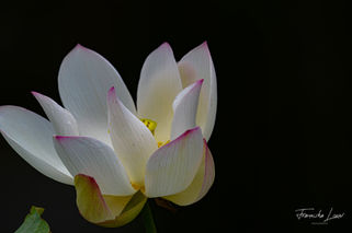 DSC_1586_edited.jpg