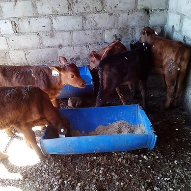 Cattle.jpeg