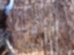 LakeArrowhead Tree (3)-WOBB