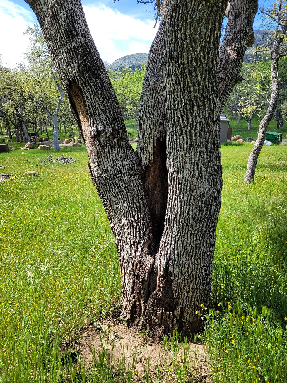 Oak Flat Campground AOD - Sample OF 4 (5)