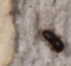 ISHB by Curtis Ewing