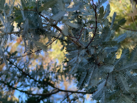 A close up of a tree I took while walking in the local Croydon area.