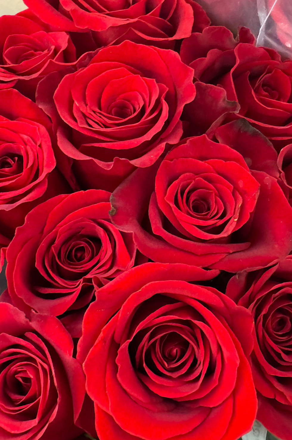 Red Roses