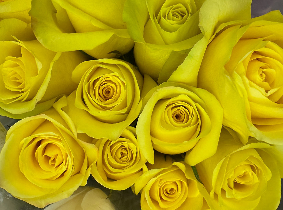 Yellow Roses