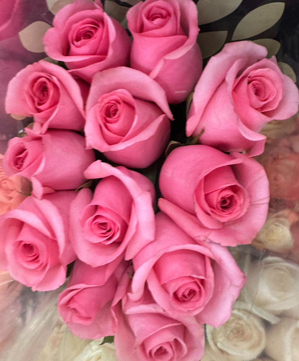 Hot Pink Roses