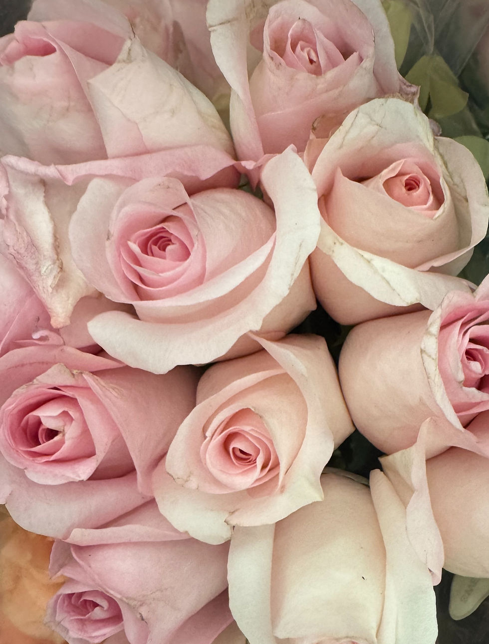 Pale Pink Roses