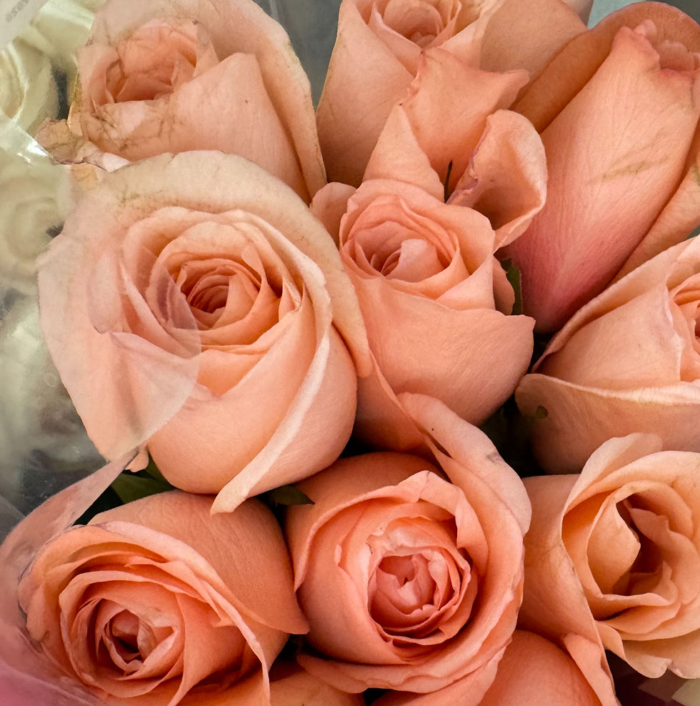 Peach Roses