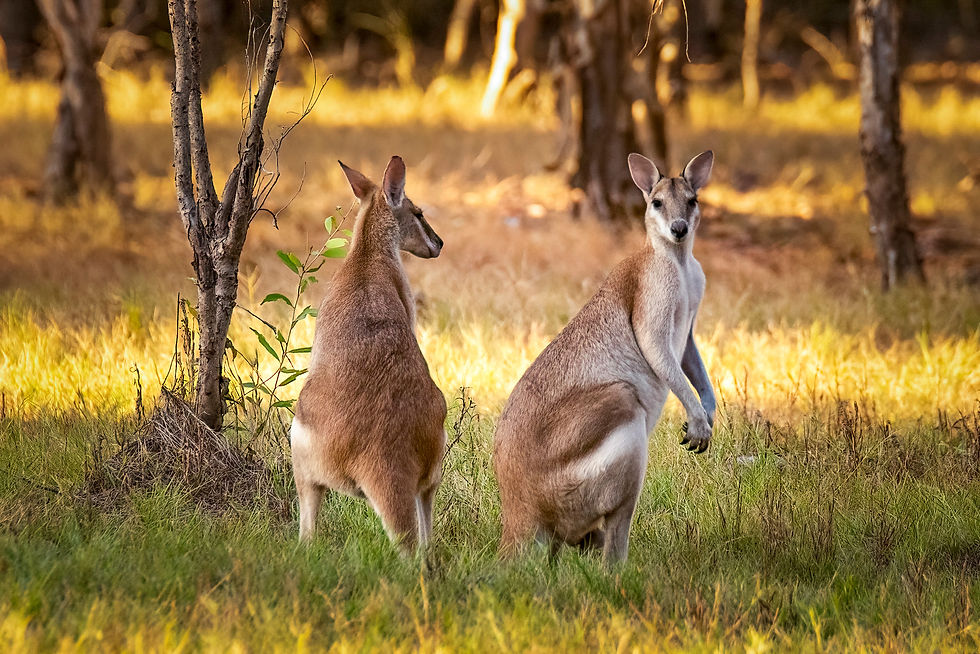 Agile Wallabies