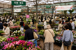 園芸ブーム再来⁉
