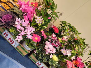 お正月の楽しみ方:福箱で新しい植物と出会う