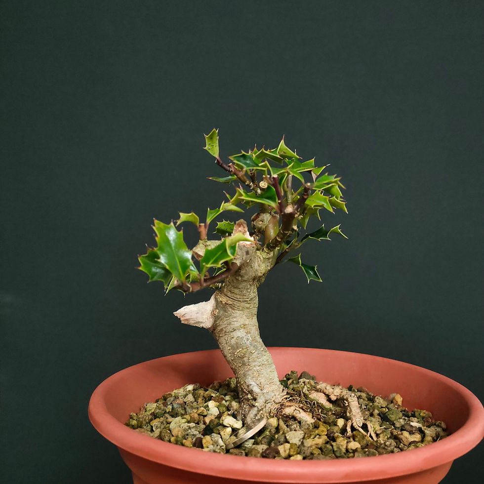 Miniatura: Ilex aquifolium #86