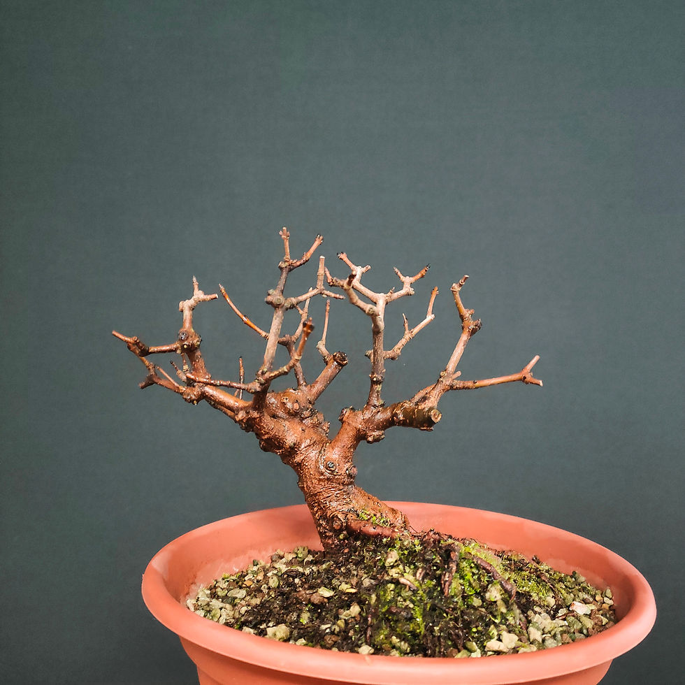 Miniatura: Acer monspessulanum #83
