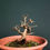 Miniatura: Acer monspessulanum #127