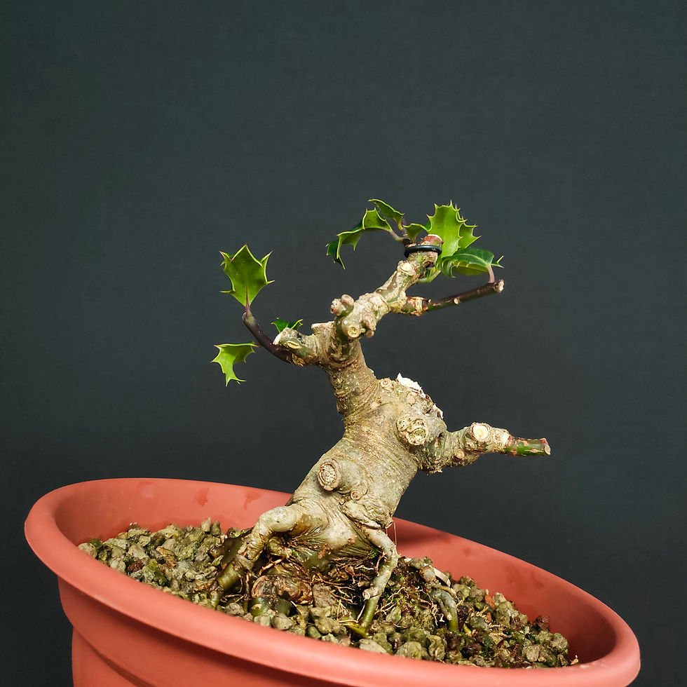Thumbnail: Ilex aquifolium #80