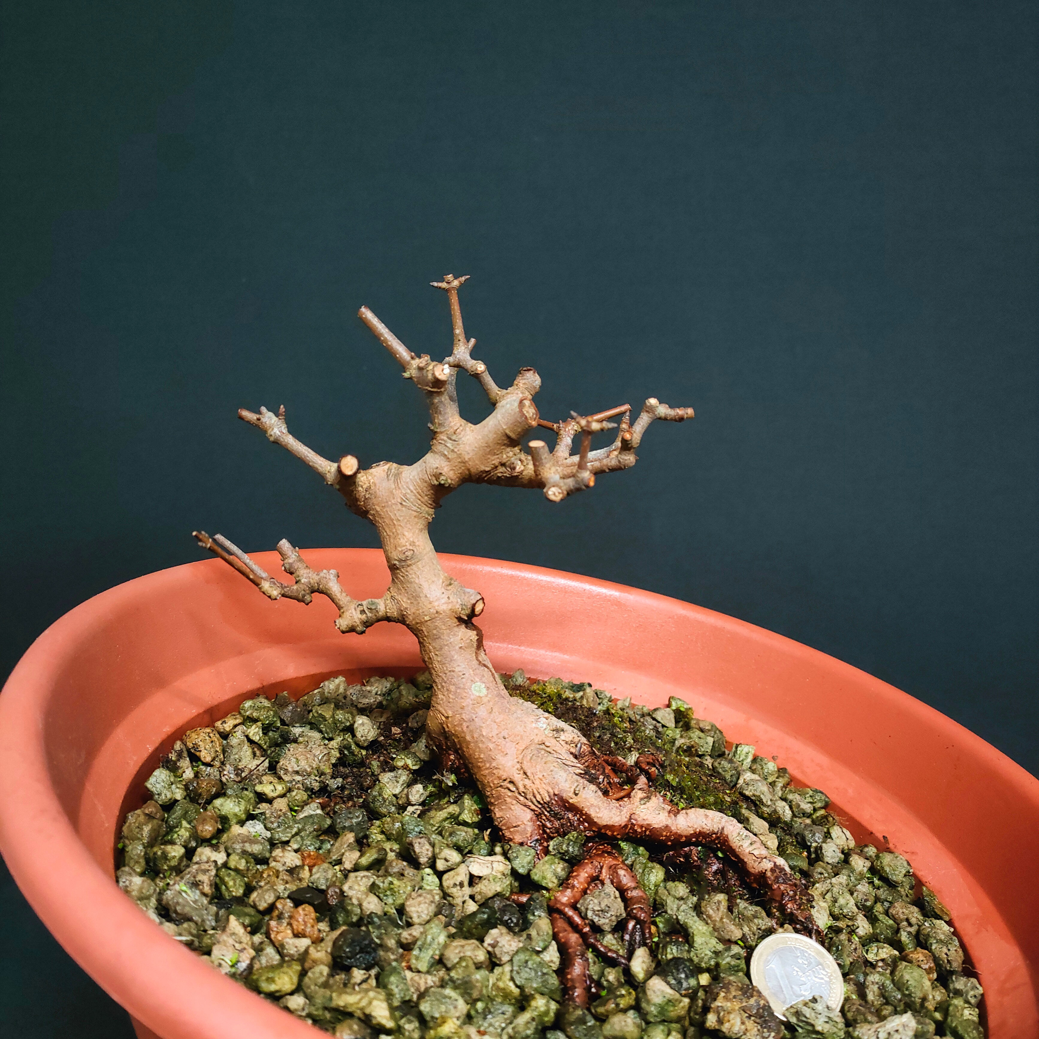 Acer monspessulanum #102