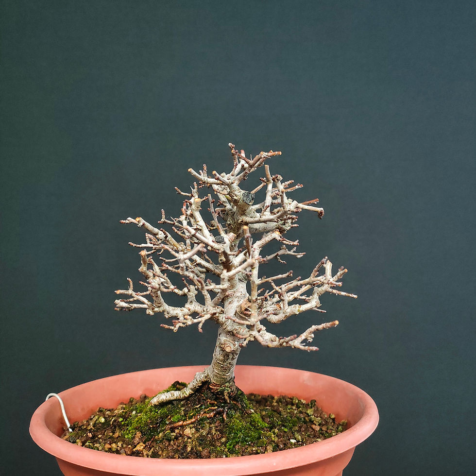 Miniatura: Crataegus monogyna #41