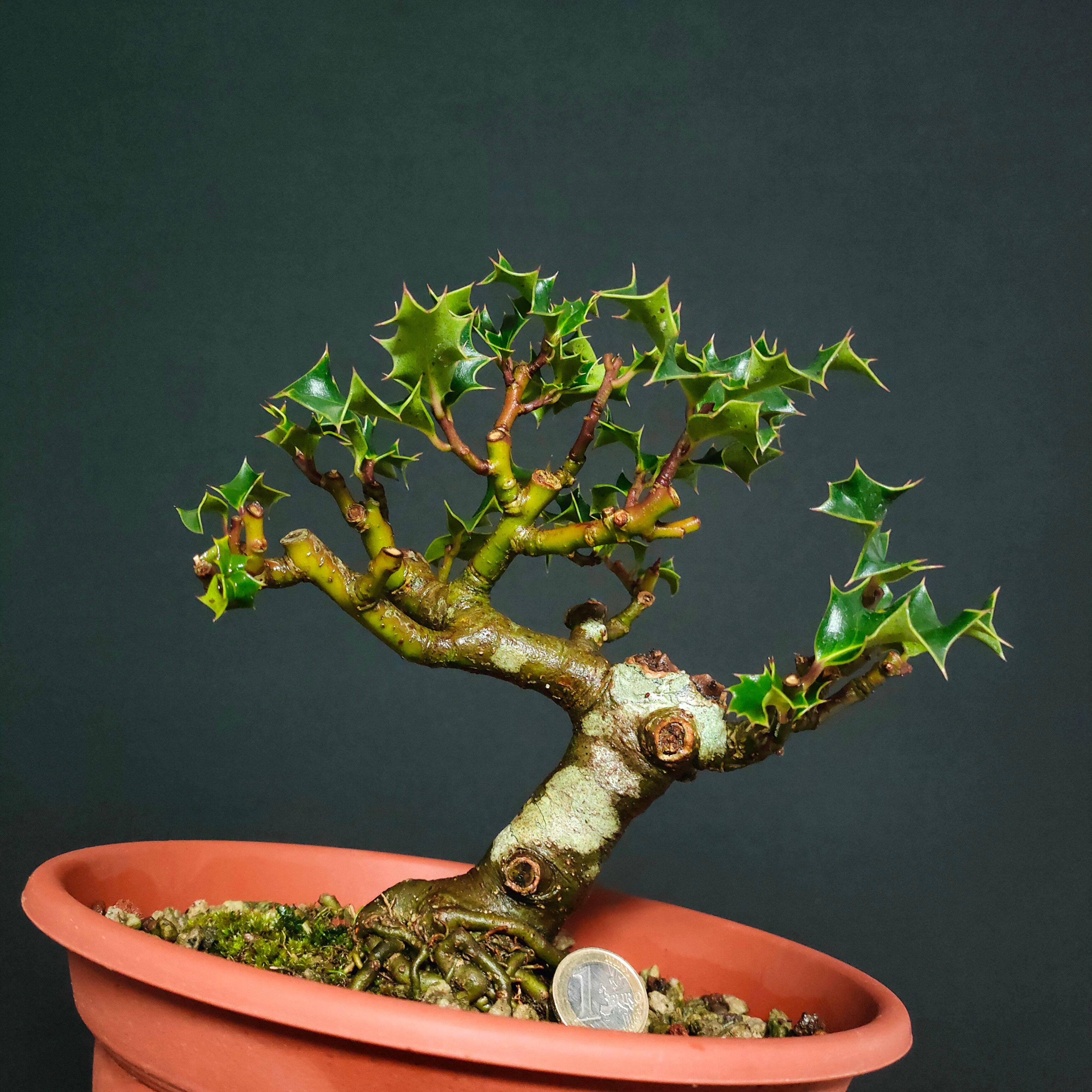 Ilex aquifolium #53