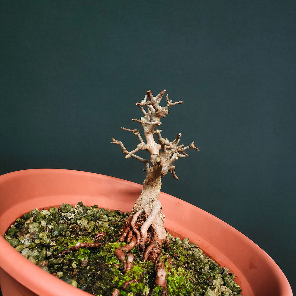 Thumbnail: Acer monspessulanum #94