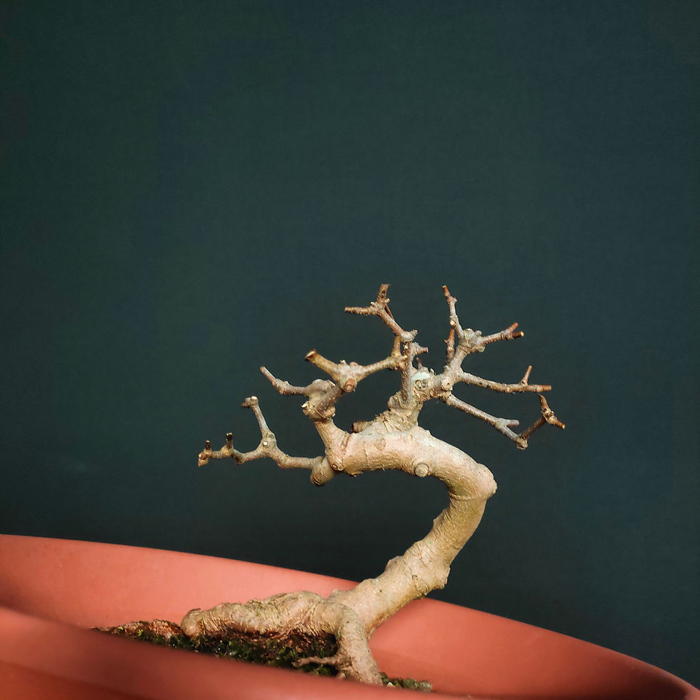 Miniatura: Acer monspessulanum #116