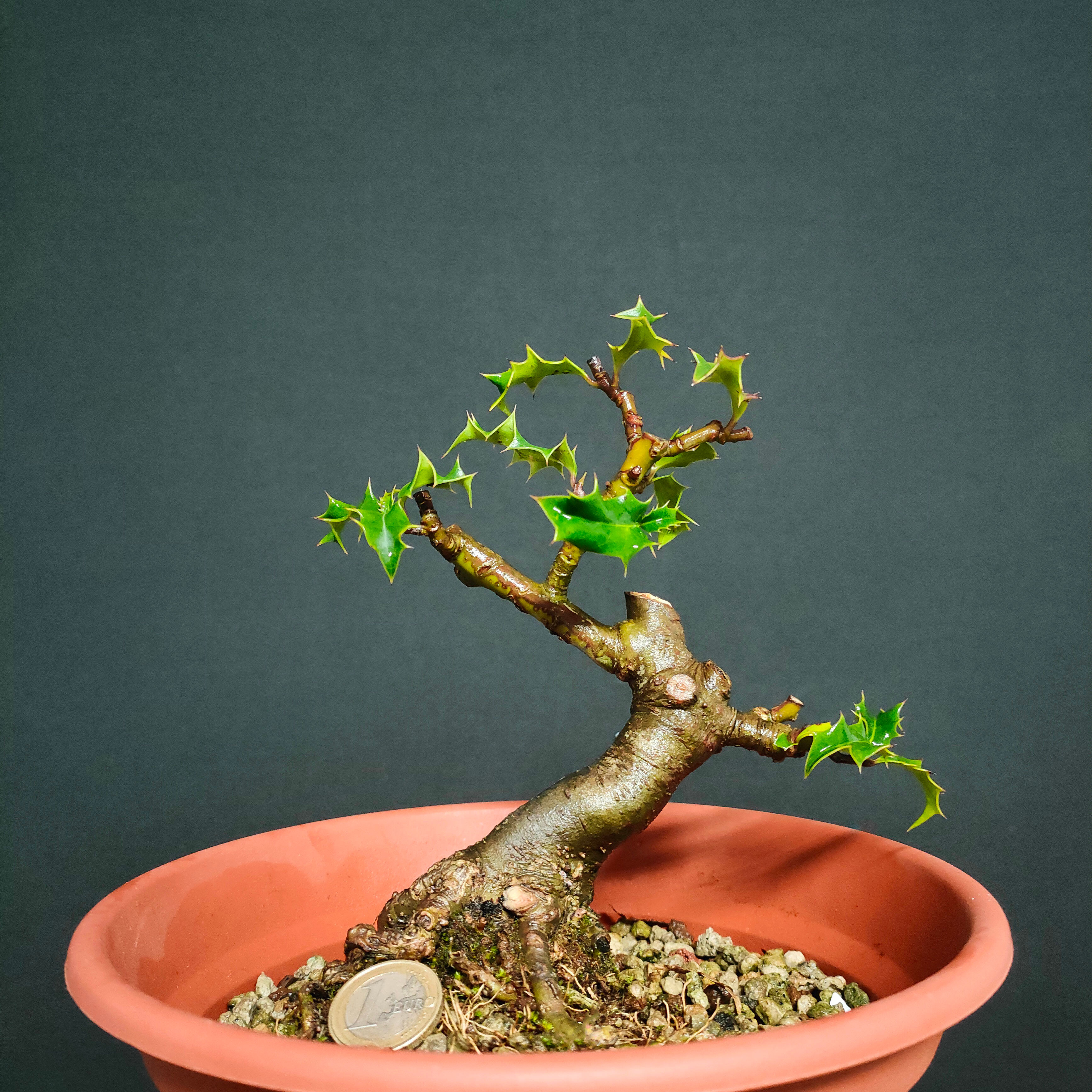 Ilex aquifolium #48