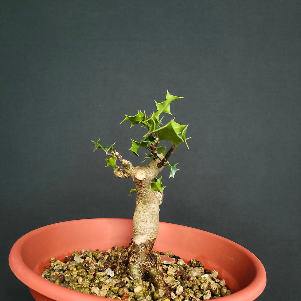 Miniatura: Ilex aquifolium #103
