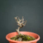 Miniatura: Prunus spinosa #115