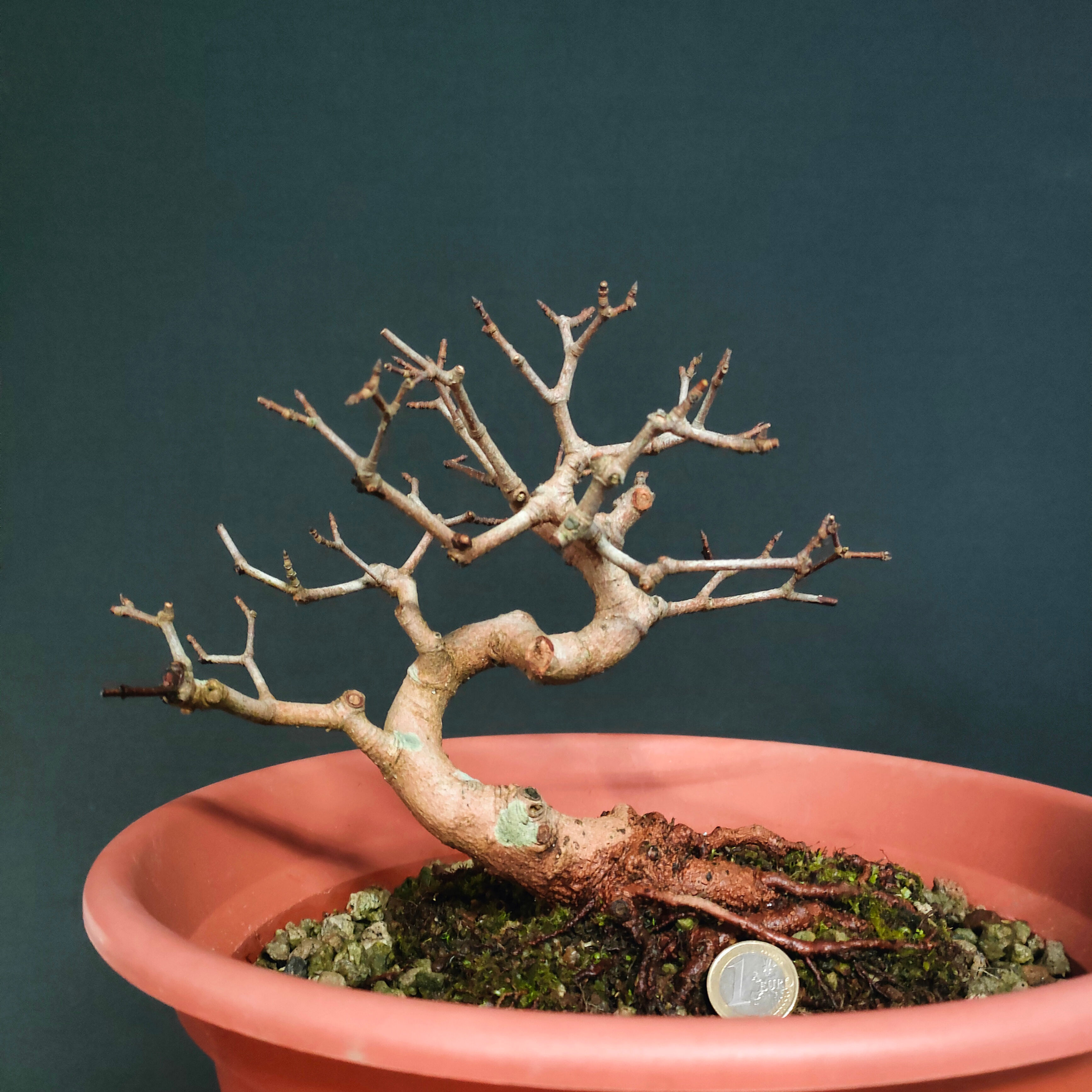 Acer monspessulanum #110