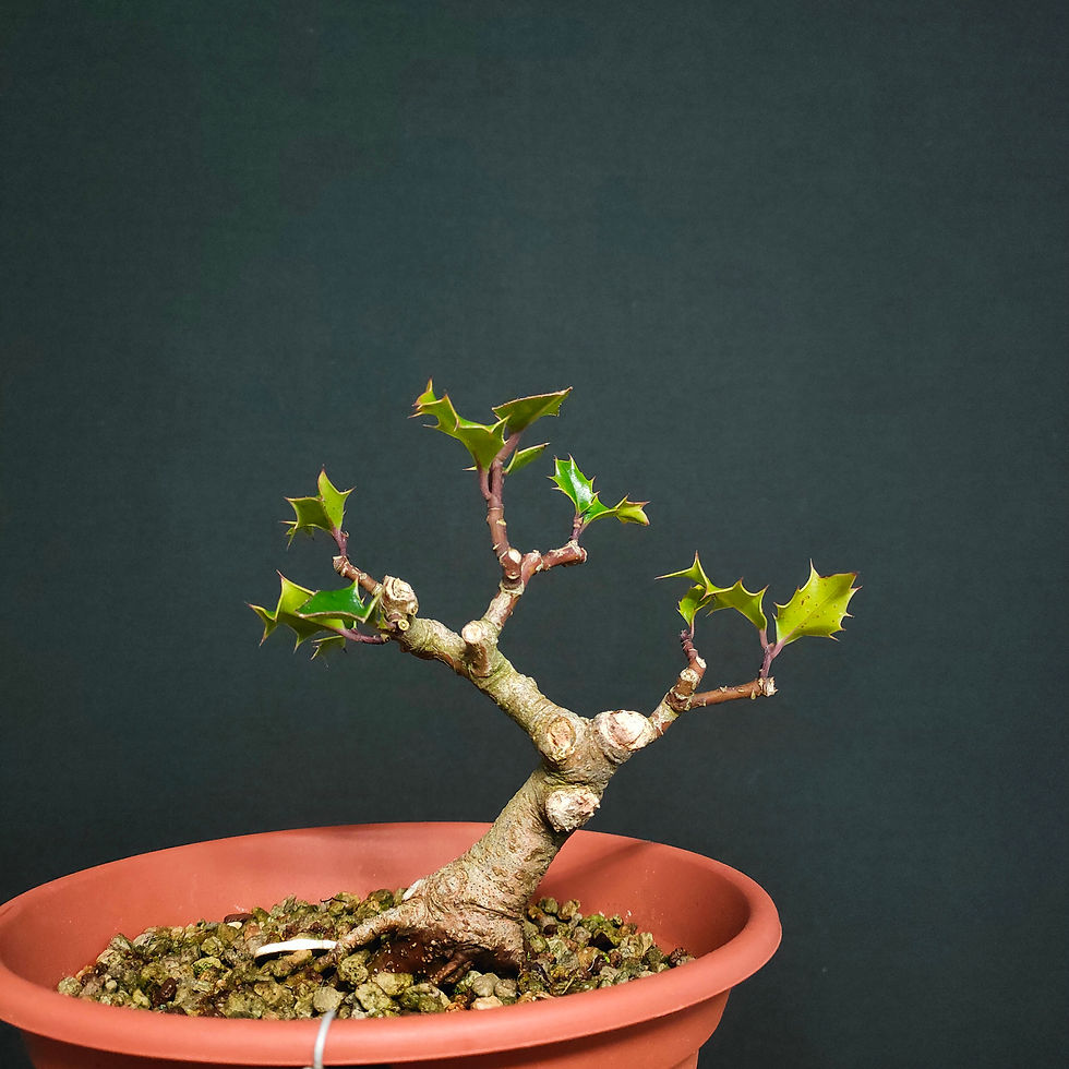 Thumbnail: Ilex aquifolium #36