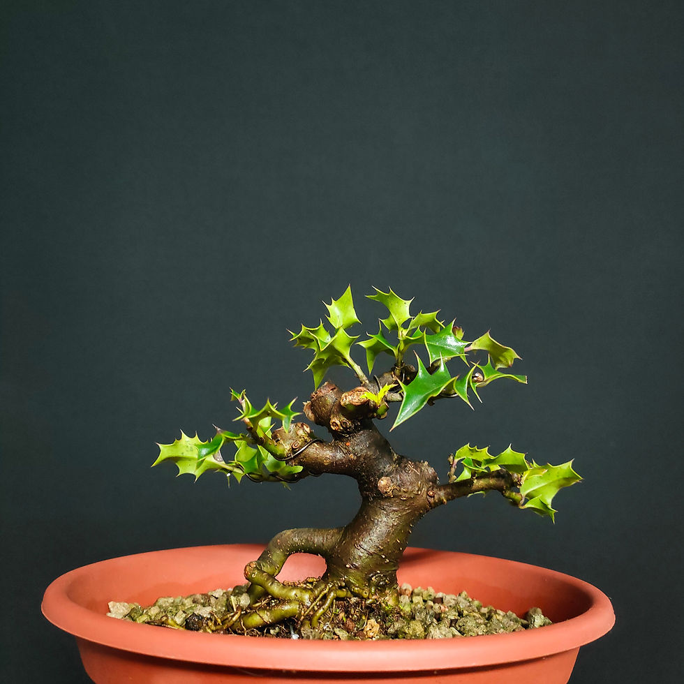 Thumbnail: Ilex aquifolium #63